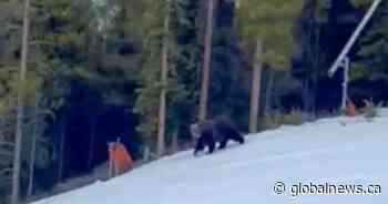 Snowboarder recounts surprise encounter with grizzly bear at Lake Louise