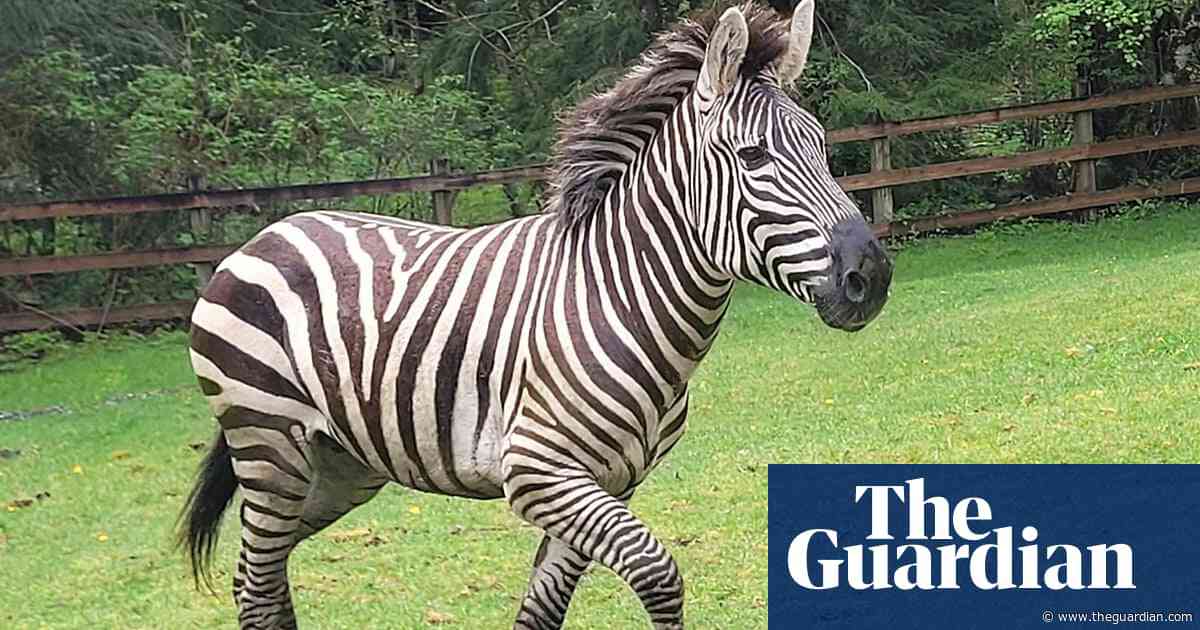 Zebras on the loose: escapees seen running from authorities on US road – video