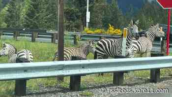 3 zebras captured, 1 loose after escaping trailer in North Bend near I-90