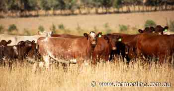 Shorthorn Beef paves way for commercial producers to put herds into IGS