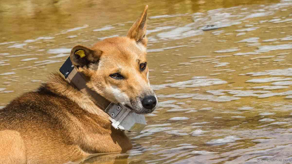 Fraser Island: Grim warning for tourists after dingo chases down young boy and bites him as he washed at idyllic holiday spot