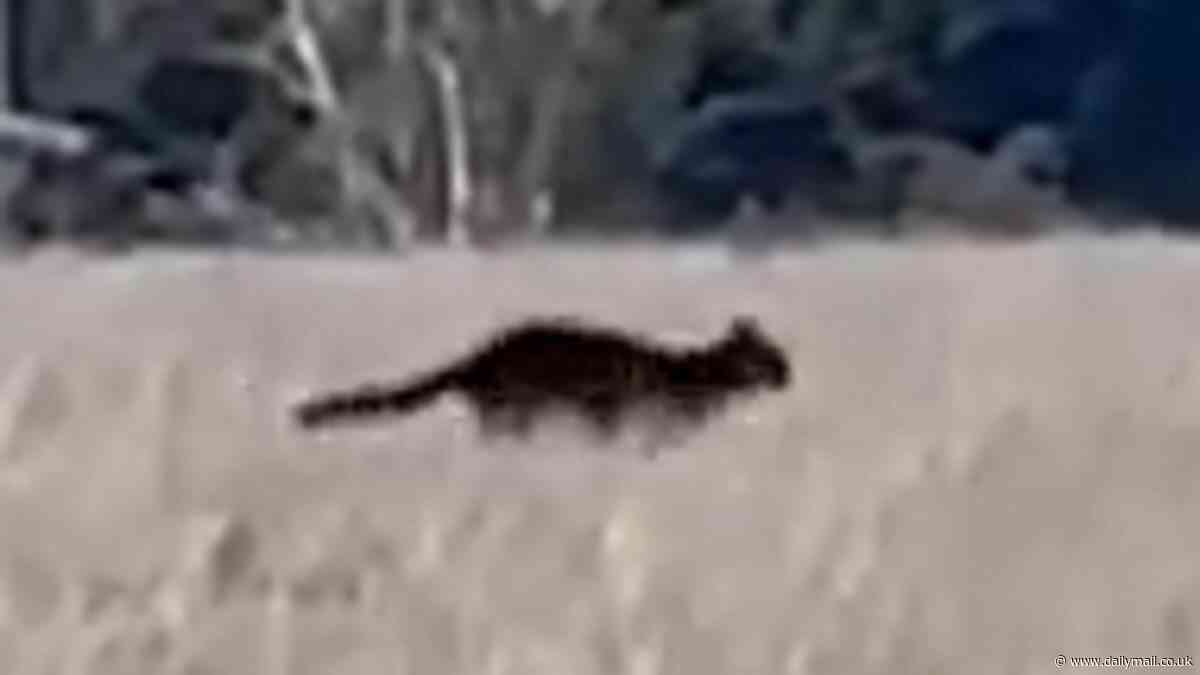 Astonishing video of a large black animal loping through a Tamworth NSW field has people speculating: panther, feral cat... or AI?