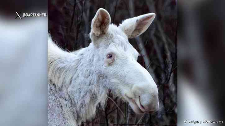 Albino moose spotted by pair of Alberta photographers