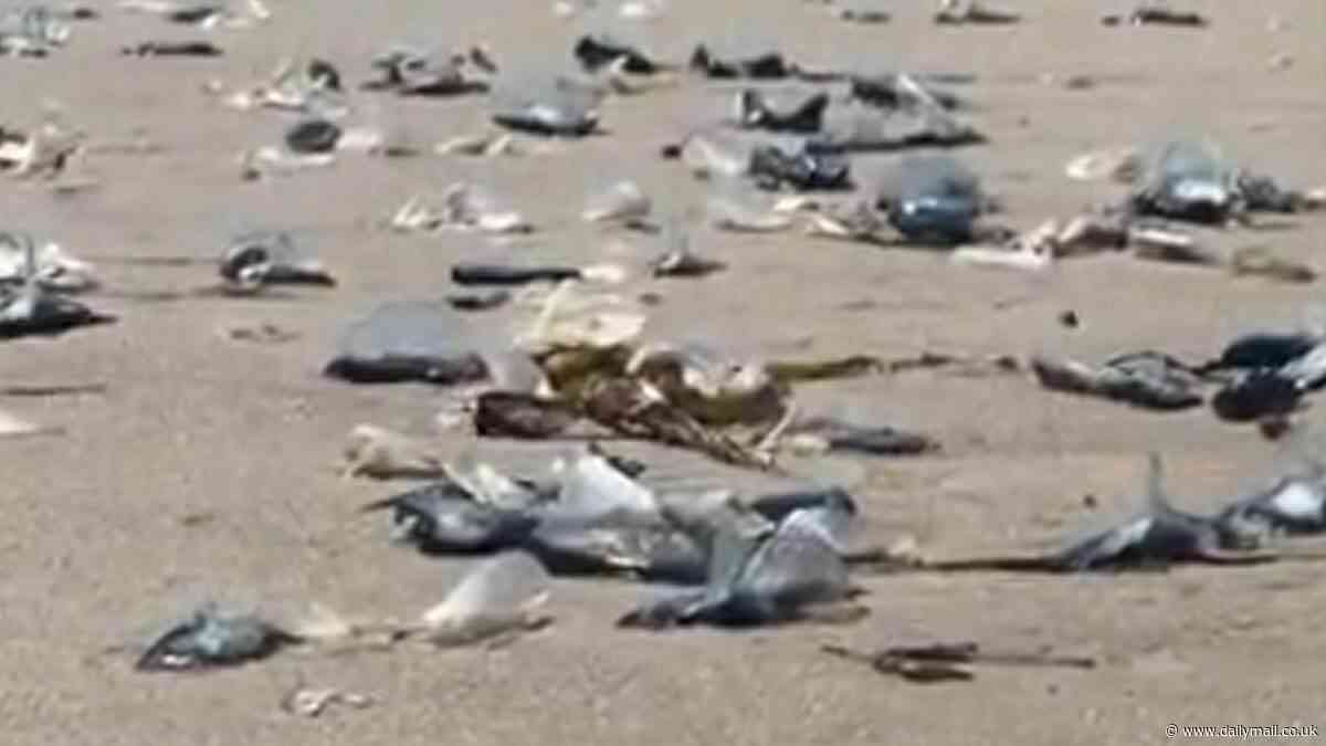 Mysterious blob-like sea creatures known as the 'wind sailors' wash up on California coastline
