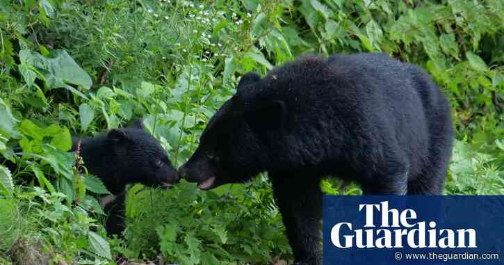 Japan to trial AI bear warning system after record number of attacks