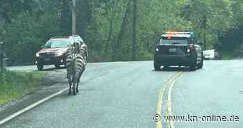 USA: Flüchtige Zebras laufen durch North Bend
