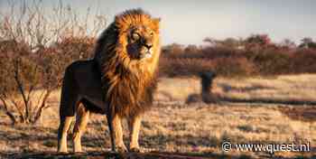 Quest Kort: Moordlustige mier saboteert leeuwenjacht