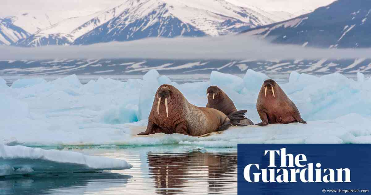 First case of walrus dying from bird flu recorded in Arctic