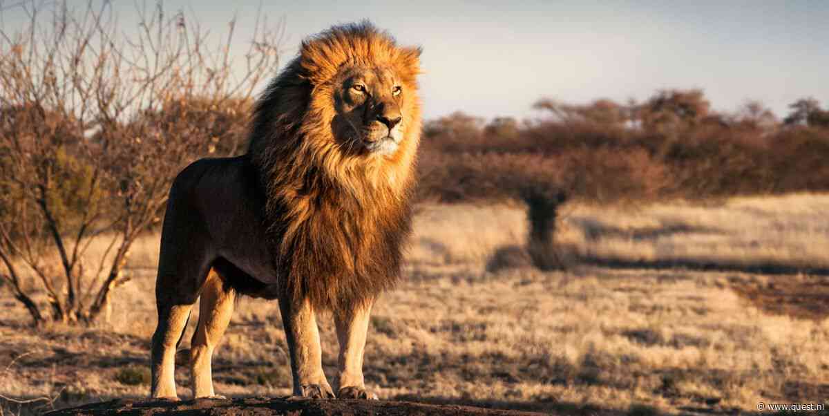 Quest Kort: Moordlustige mier saboteert leeuwenjacht