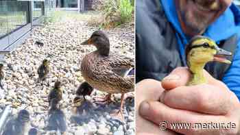 „Beim Klinikum piept‘s wohl“: Enten und acht Küken aus misslicher Lage gerettet
