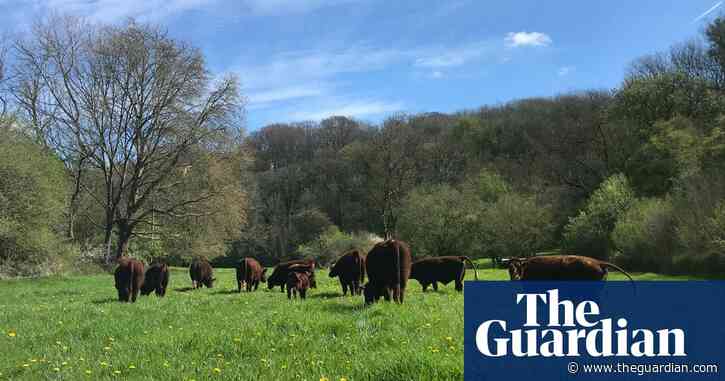 Country diary: Letting go of a cow we hold dear | Sarah Laughton