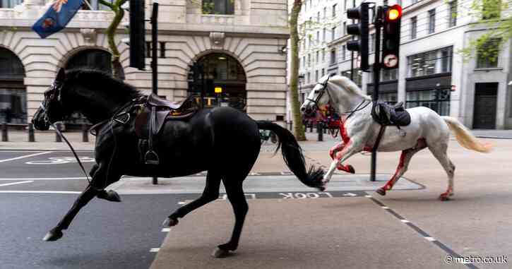 Army gives update on Household Cavalry horses injured bolting through London