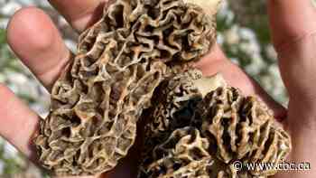 Location, location location: Why real estate's golden rule also applies to morel mushrooms