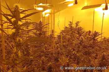 116 cannabis plants worth up to £97,500 seized in Middlesbrough after police raid property