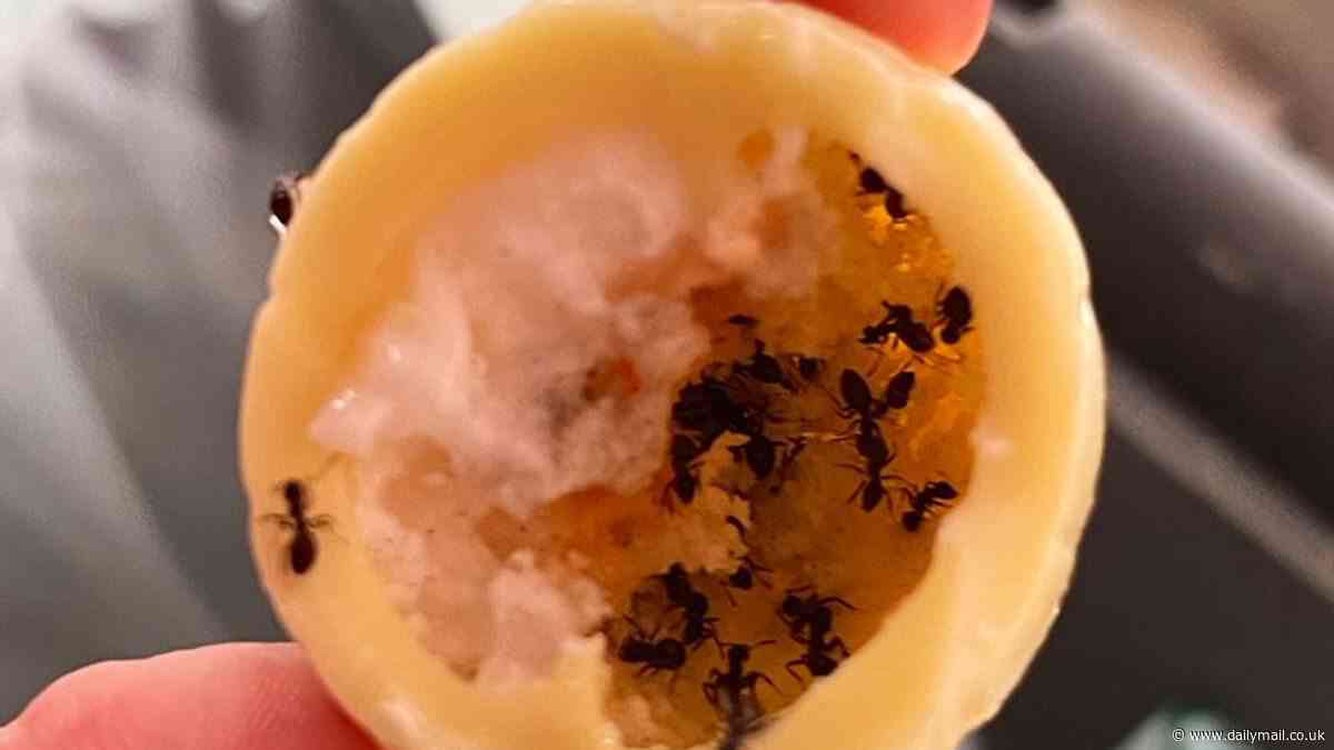 How do you eat yours? Man's horror as he finds colony of ants inside his Cadbury White Chocolate Creme Egg
