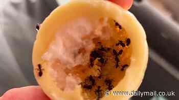 How do you eat yours? Man's horror as he finds colony of ants inside his Cadbury White Chocolate Creme Egg