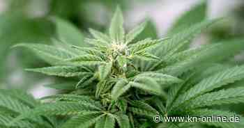 Cannabis-ETFs: Keine berauschende Rendite