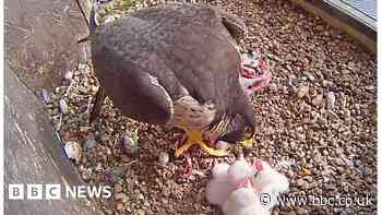 First chicks of year for cathedral peregrines