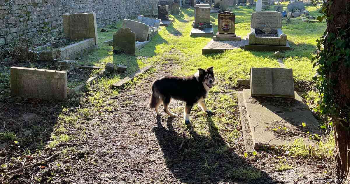 People in tears over 'sweet' dog grave that's been hidden in woods for 220 years