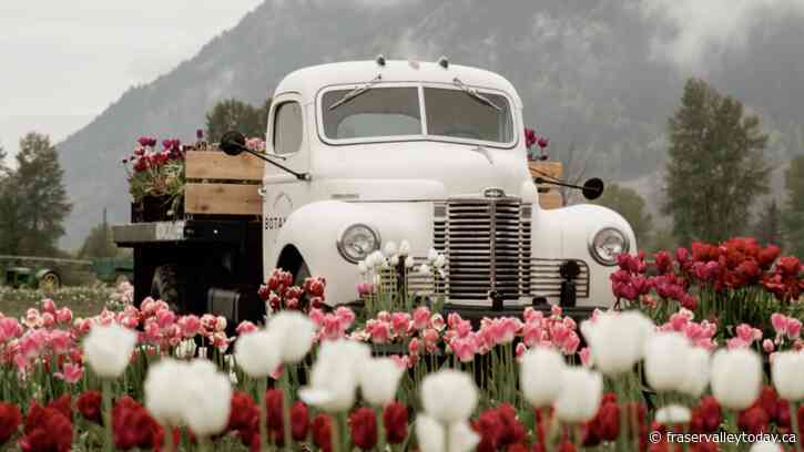 Chilliwack tulip festival abruptly closes fields due to weather events over the weekend
