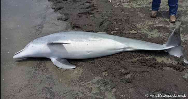 Delfino ammazzato da diversi proiettili nel cervello e nel cuore: taglia di 20mila euro per trovare il killer