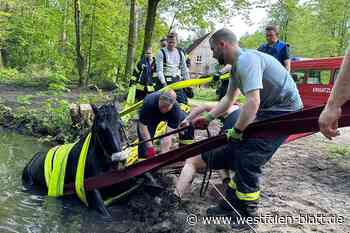 Feuerwehr rettet Pferd aus dem Bach