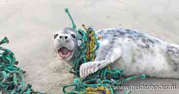 Speciaal team gaat verstrikte zeehonden bevrijden uit netten en ander afval: ‘Beschadigt spieren’