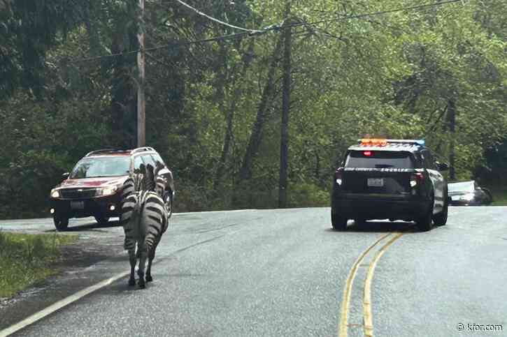 WATCH: Zebras get loose near highway exit, gallop into Washington community