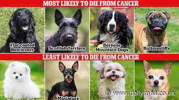 Revealed: The dog breeds at the highest risk of dying from cancer - with medium-sized pups at the top of the list