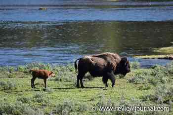 Tourist kicks a bison at national park. The bison then fought back