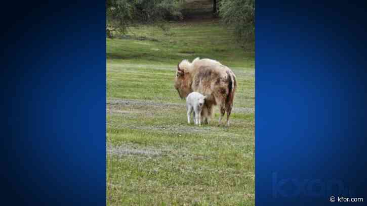 Rare white bison born at Central Texas ranch