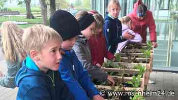 Der Salat „wächst ja nur für mich“: So entdecken Grundschüler in Nußdorf ihren grünen Daumen