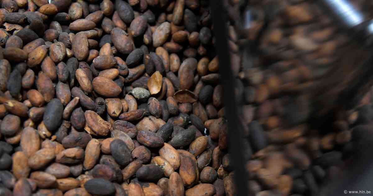 Na recordprijs cacao nu grootste daling ooit: ruim kwart lager in twee dagen