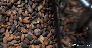 Na recordprijs cacao nu grootste daling ooit: ruim kwart lager in twee dagen