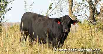What to do when a bull fails a breeding soundness exam?
