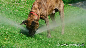 Wasservergiftung beim Hund: Wie Sie Ihre Fellnase vor der unbekannten Gefahr schützen