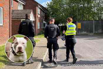Suspected XL Bully seized from Watford home by police