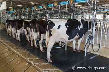 USDA Testing Beef Amid Bird Flu Outbreak in Dairy Cows