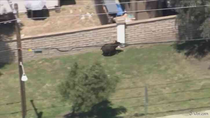 WATCH: Bear sprints through California neighborhood with officers in pursuit