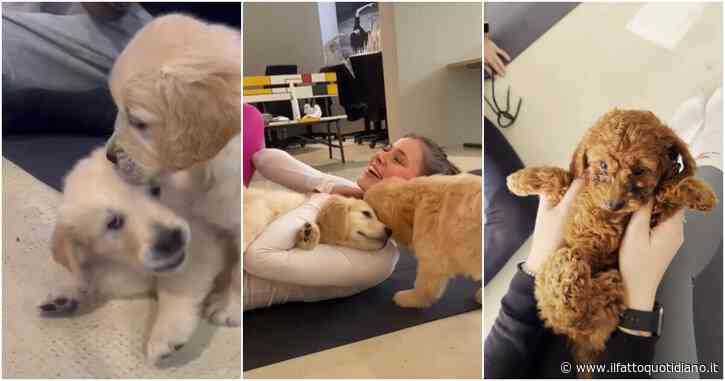“Il puppy yoga è illegale, i cuccioli di cane non possono essere sfruttati così”: la decisione del Ministero della Salute dopo le denunce degli animalisti