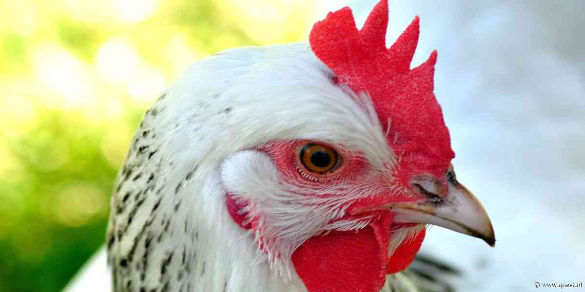 Blozende wangetjes verraden emoties bij kippen