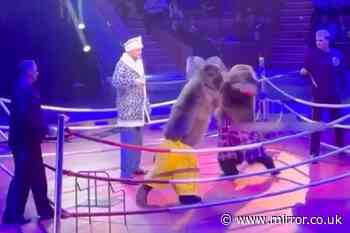 Sickening bear boxing matches at twisted circus cause uproar over animal cruelty