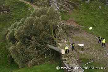 Two men charged over felling of famous Sycamore Gap tree
