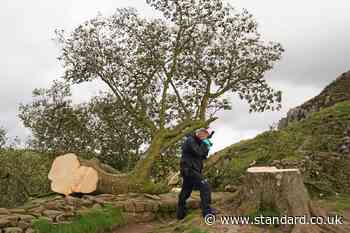 Two men charged over felling of Sycamore Gap tree