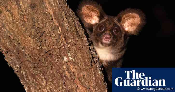 After 25 years, logging and bushfires, a greater glider has been spotted in Deongwar state forest