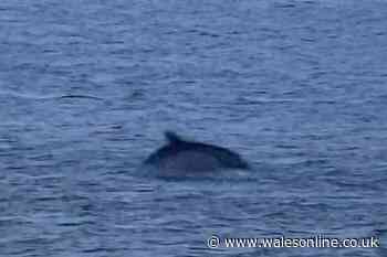 'Magical' moment dolphins spotted swimming in the sea in Swansea Bay