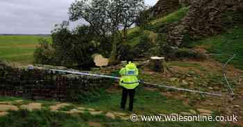 Police charge two men over chopping down of Sycamore Gap tree