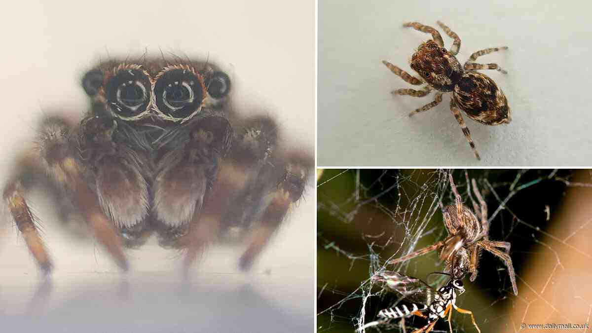 Britain should brace for an influx of exotic SPIDERS, scientists say as a new species of arachnid is found in Cornwall