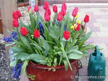 Making plans for potted bulbs post bloom