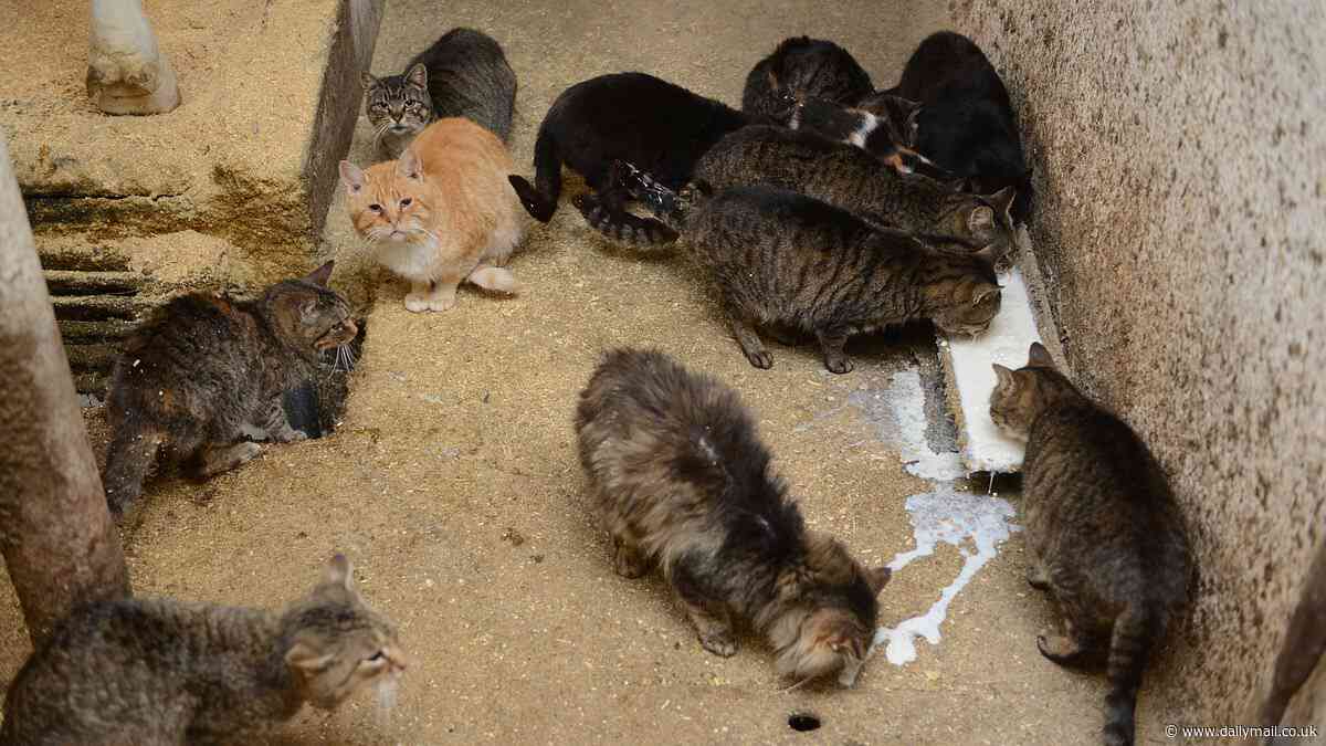 Bird flu causes blindness in cats that drank milk from infected cows at Texas dairy farm - sparking fears the virus is evolving